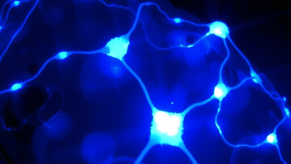 endorphins and neural adaptation
